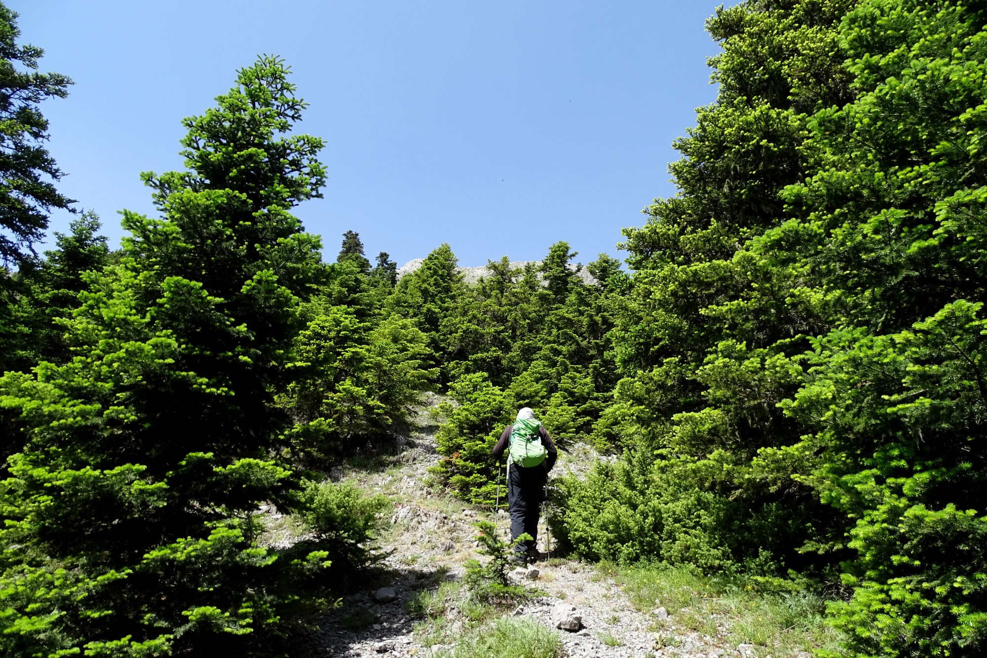 Πεζοπορία στον Παρνασσό με ανάβαση στην κορυφή Νίψι (Pics)