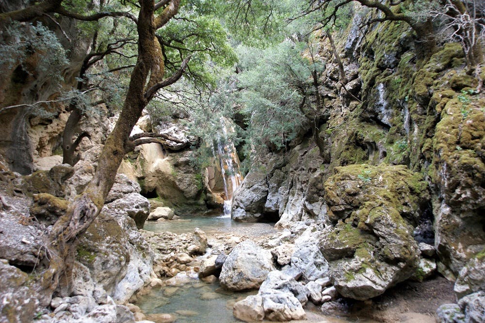Εξερευνώντας τα μονοπάτια της Ελλάδας: Πεζοπορία στο πανέμορφο Δάσος του Ρούβα (Pics)