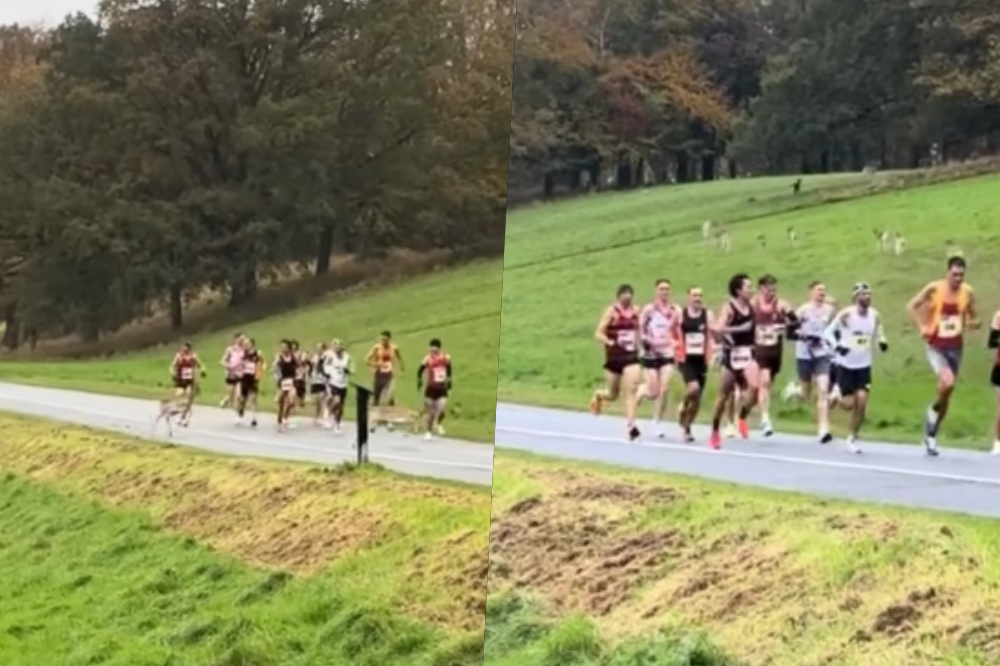 Δεκάδες ελάφια… εισέβαλλαν στην διαδρομή του μαραθωνίου του Δουβλίνου (Vid)