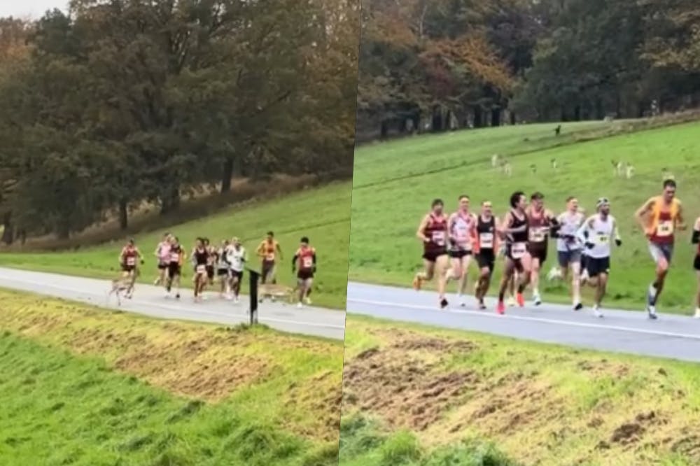 Δεκάδες ελάφια… εισέβαλλαν στην διαδρομή του μαραθωνίου του Δουβλίνου (Vid)