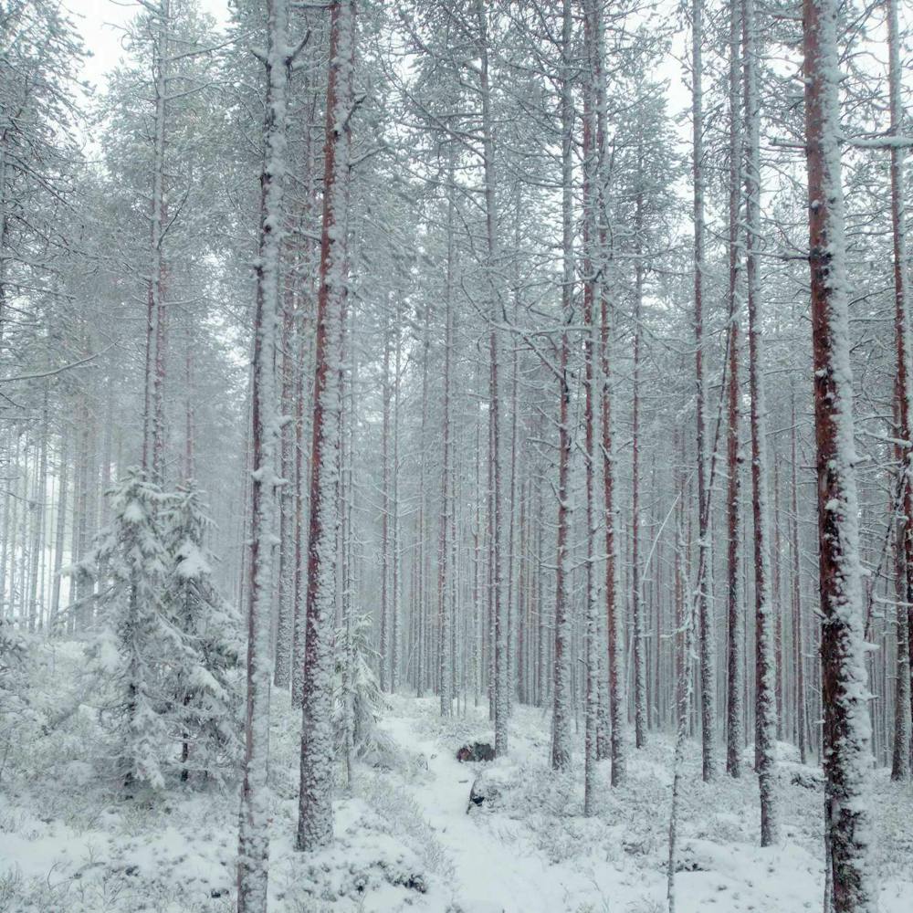 Τρέχοντας δίπλα στους ταράνδους: Ο Έλληνας ultra trail runner που ζει και προπονείται στην Λαπωνία με θερμοκρασίες έως και -30°! runbeat.gr