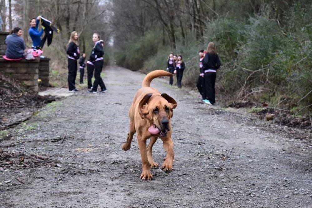 Σκύλος τερμάτισε τον ημιμαραθώνιο της Αλαμπάμα και μάλιστα ήταν έβδομος (pics) runbeat.gr 