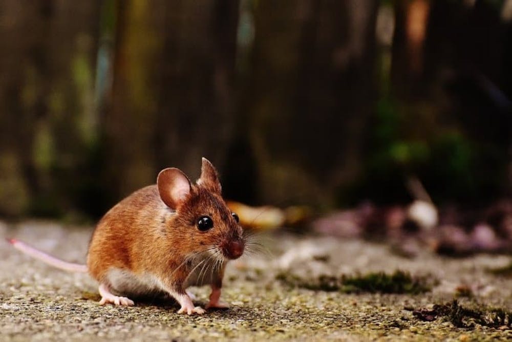 Μελέτη με ποντίκια «δρομείς» έδωσε μία πιθανή θεραπεία στην άνοια!
