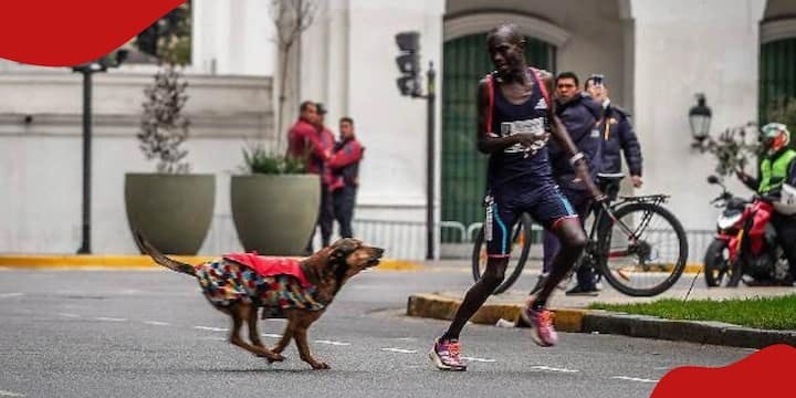 Σκύλος κυνήγησε μαραθωνοδρόμο στο Μπουένος Αϊρες κι εκείνος έχασε τη νίκη!
