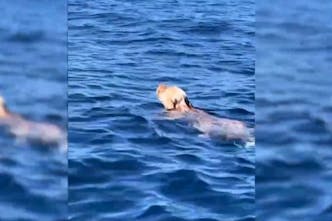 Ο σκύλος «κολυμβητής» που σώθηκε ανοικτά της Πάρου (Vid)