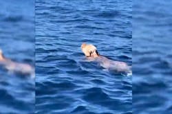 Ο σκύλος «κολυμβητής» που σώθηκε ανοικτά της Πάρου (Vid)